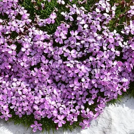 펜션 Valentina Dolomiti 롱가로네