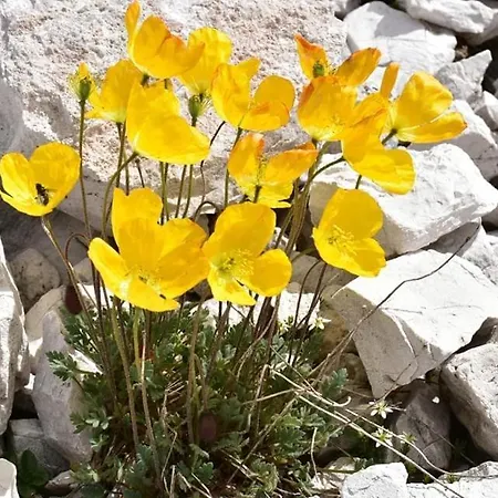 Valentina Dolomiti Holiday home